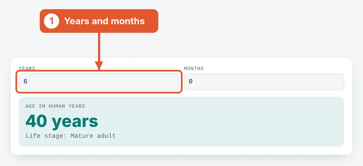 Enter your cat's age on the Cat Age Calculator