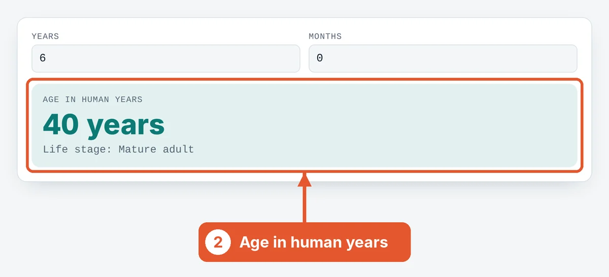 Read the human age on the Cat Age Calculator
