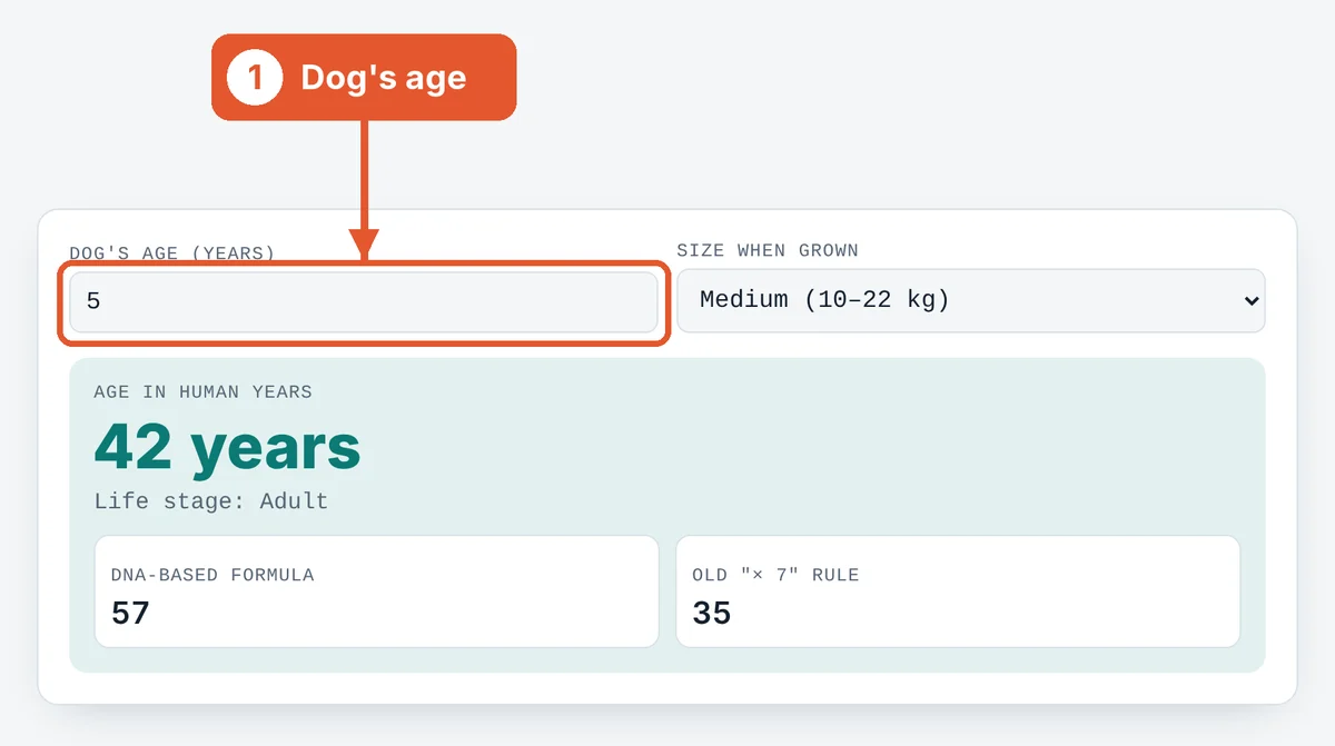 Enter your dog's age on the Dog Age Calculator