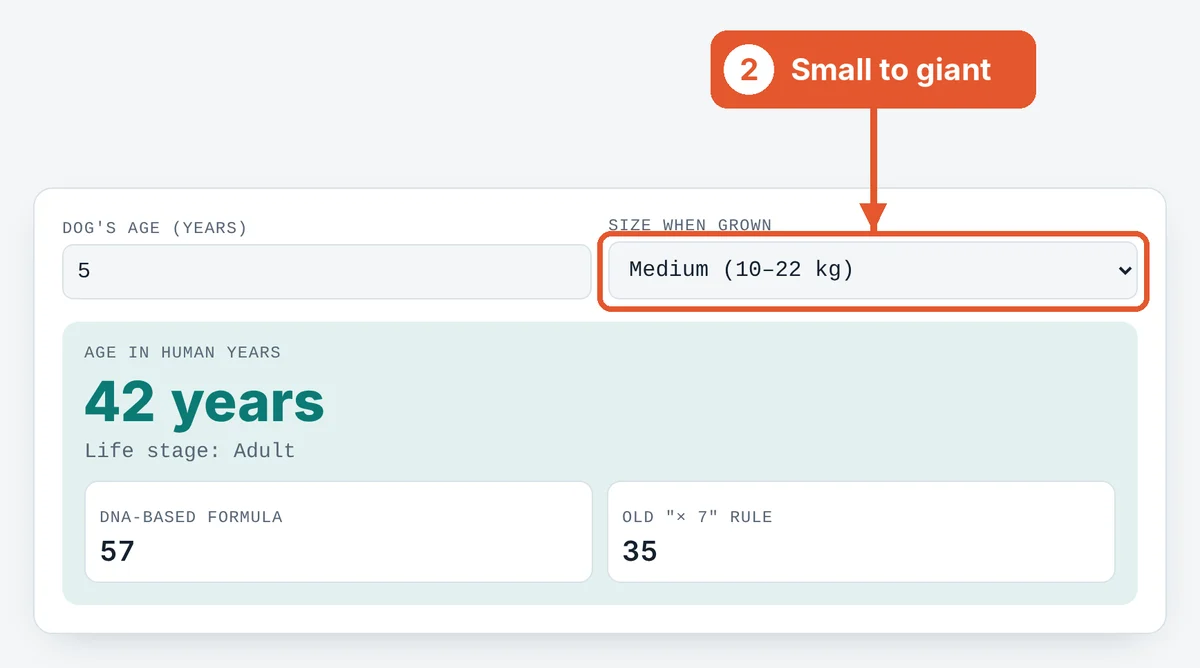 Choose the adult size on the Dog Age Calculator