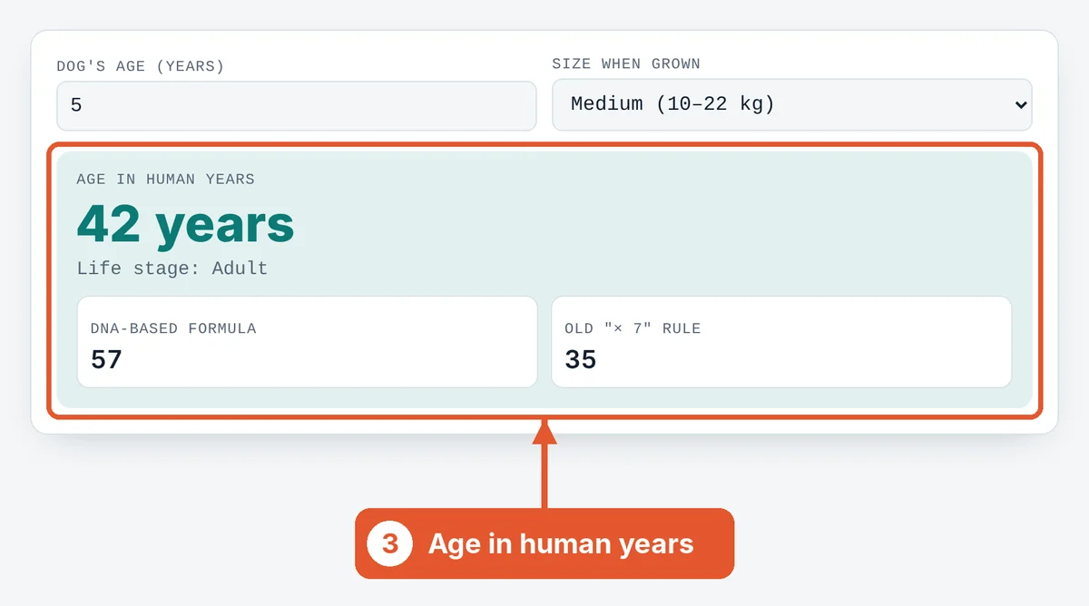 Read the human age on the Dog Age Calculator